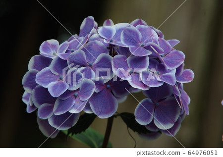Hydrangea-Japanese pattern- Hydrangea-Japanese pattern- 64976051