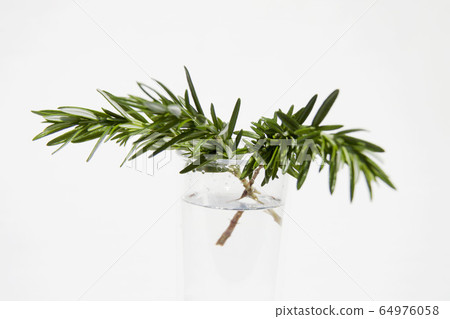 Rosemary Rosemary 64976058