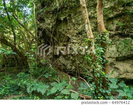 A view of the sacred Seiba Utaki, a tropical paradise Okinawa 64976412
