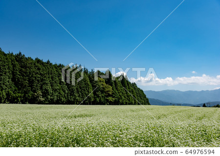 Gifu Prefecture Nakatsugawa City Kabanoko Nature Park Soba Flower Festival Gifu Prefecture Nakatsugawa City Kabanoko Nature Park Soba Flower Festival 64976594