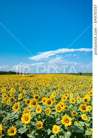 Summer color Summer color 64976597