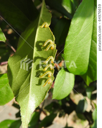 Pests that reach Hana Kaido: Larvae of the stingless wasp "Kaidou Hachi" Pests that reach Hana Kaido: Larvae of the stingless wasp "Kaidou Hachi" 64976659