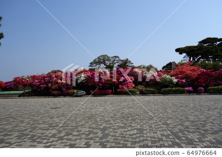 杜鵑花的杜鵑花在奧卡公園 杜鵑花的杜鵑花在奧卡公園 64976664