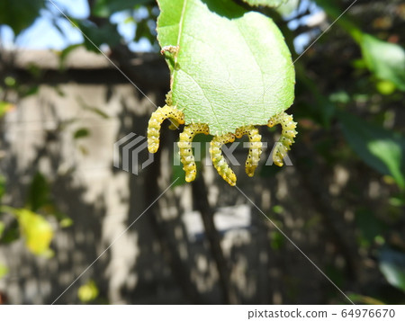 Pests that reach Hana Kaido: Larvae of the stingless wasp "Kaidou Hachi" Pests that reach Hana Kaido: Larvae of the stingless wasp "Kaidou Hachi" 64976670