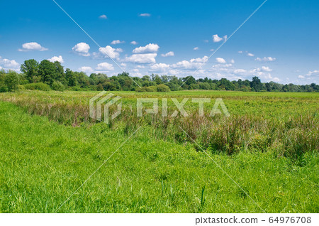 Landscape of green meadows in summer Landscape of green meadows in summer 64976708