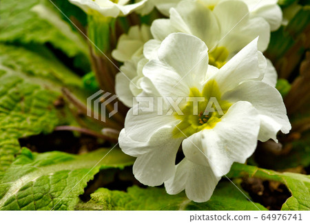Close view of Petunia flower (Petunia juss) flower Close view of Petunia flower (Petunia juss) flower 64976741