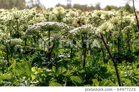 many of Sosnowski's Hogweed flowers on summer field many of Sosnowski's Hogweed flowers on summer field 64977228
