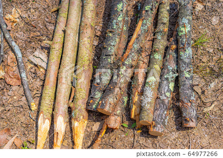Bushcraft Material Wooden Pile 64977266