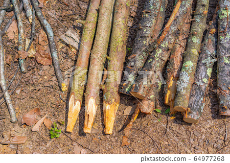 Bushcraft Material Wooden Pile 64977268