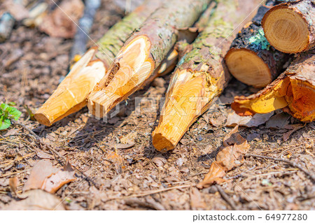 Bushcraft材料木樁 64977280