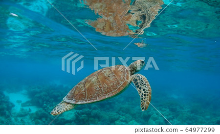 A green sea turtle crash that appears in Nemo 64977299
