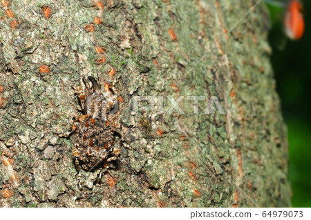 Madara beard weevil 64979073