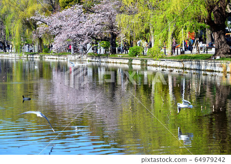 忍者池塘反映在水中 64979242