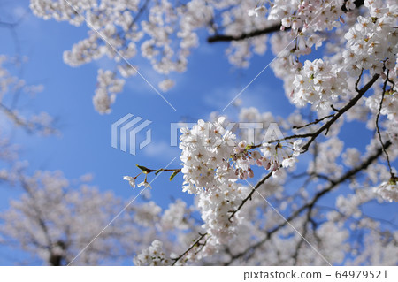 櫻花盛開 櫻花盛開 64979521