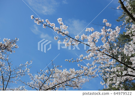 櫻花盛開 櫻花盛開 64979522