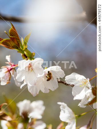 Oshima Sakura in full bloom against the backdrop of the blue sky Oshima Sakura in full bloom against the backdrop of the blue sky 64979572