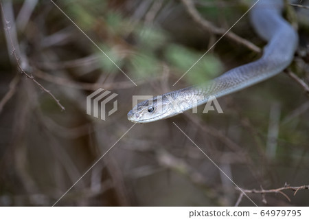 Black mamba snake south africa close up Black mamba snake south africa close up 64979795