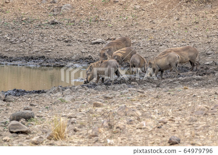 warthog at drinking pool in kruger park south 64979796