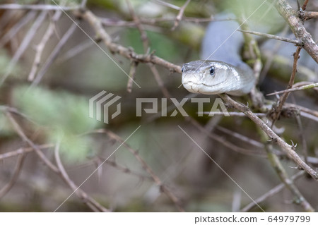 Black mamba snake south africa close up 64979799