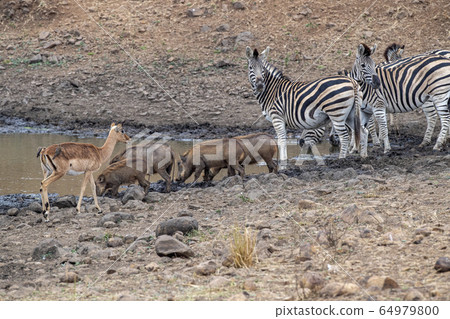 warthog zebra and antelope at drinking pool in 64979800