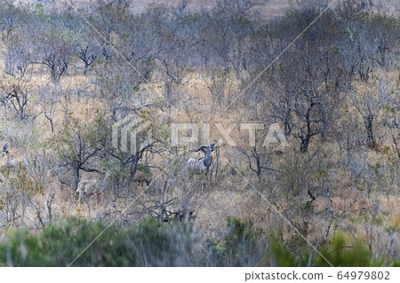 Kudu in kruger park Kudu in kruger park 64979802