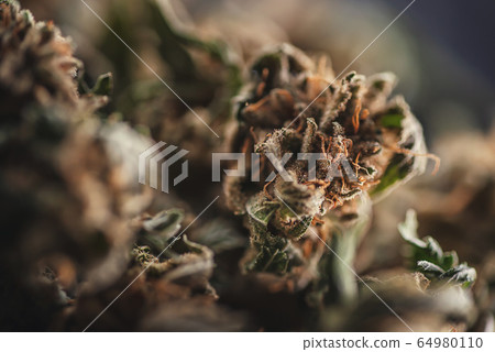 Medical marijuana products, dried bud, cbd marihuana Medical marijuana products, dried bud, cbd marihuana 64980110