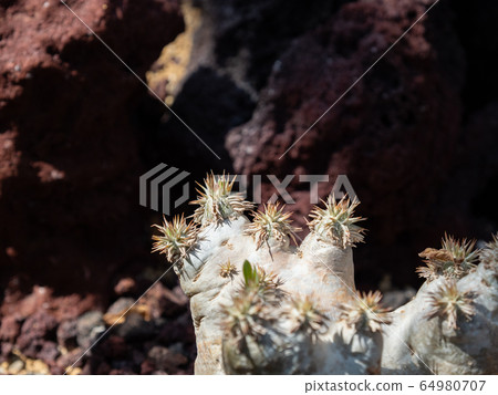 Close-up of cactus Close-up of cactus 64980707