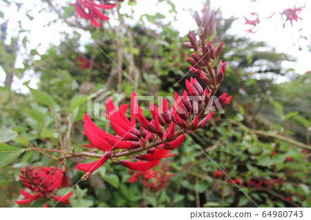 Deigo Flower-Rose- 64980743