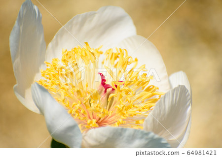 Peony flower flowers 64981421