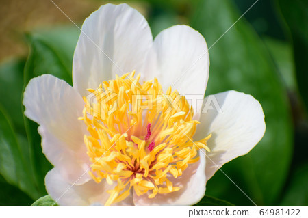 Peony flower flowers 64981422