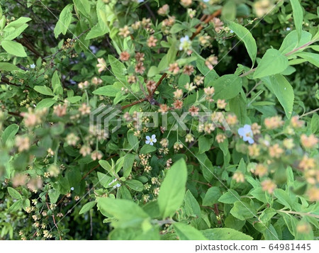 小白花 小白花 64981445