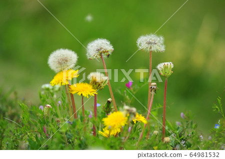 Yellow flower and fluffy dandelion (green background) Wildflower dandelion flower and fluff 64981532