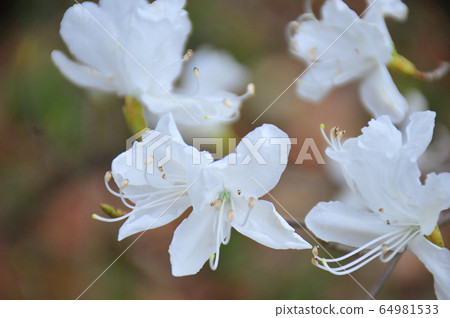 White three-leaf azalea Full-bloomed three-leaf azalea Trefoil azalea 64981533
