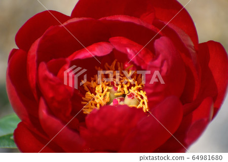 牡丹花朵 64981680