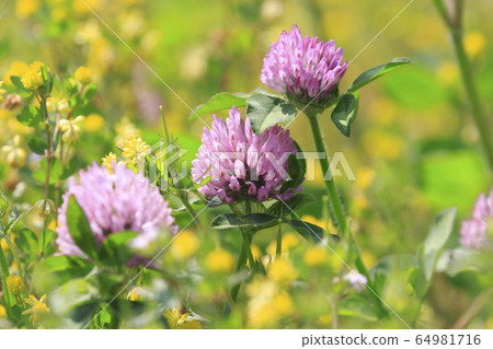 Red clover flower Red clover flower 64981716