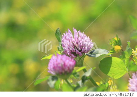 紫三葉草（紅三葉草）植物 64981717