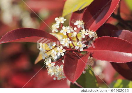 貝尼卡納回憶錄花 貝尼卡納回憶錄花 64982023