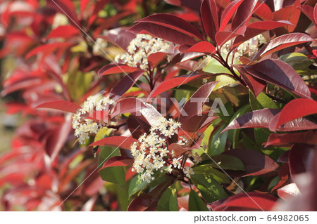 貝尼卡納回憶錄花 貝尼卡納回憶錄花 64982065