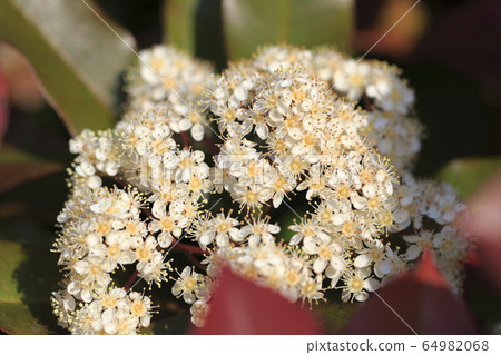 Benicana memoir flower Benicana memoir flower 64982068