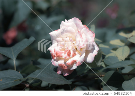 Pink and white rose flower Pink and white rose flower 64982104