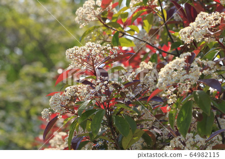 貝尼卡納回憶錄花 64982115