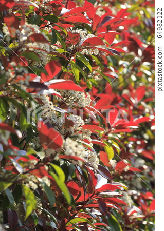 貝尼卡納回憶錄花 64982122