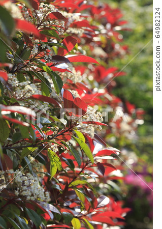 Benicana memoir flower Benicana memoir flower 64982124