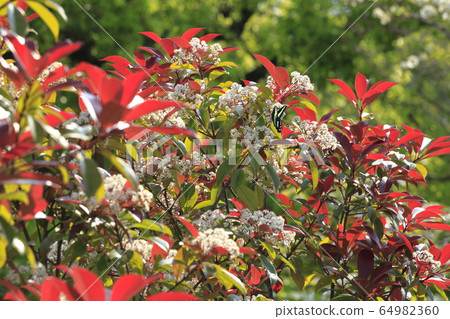 貝尼卡納回憶錄花 64982360