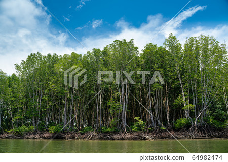 Mangrove tree in tropical rain forest sunny day 64982474
