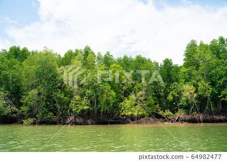 Mangrove tree in tropical rain forest sunny day Mangrove tree in tropical rain forest sunny day 64982477