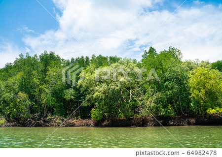 Mangrove tree in tropical rain forest sunny day Mangrove tree in tropical rain forest sunny day 64982478