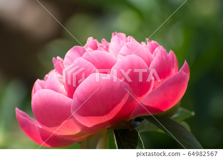 Peony flower flowers 64982567