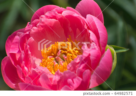Peony flower flowers 64982571