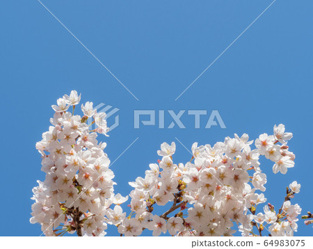 藍藍的天空背景下盛開的櫻花 64983075